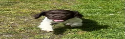English Springer Spaniel dogs for sale: Ready Now!!! KC reg Springer Spaniel BOYS - Advert 2