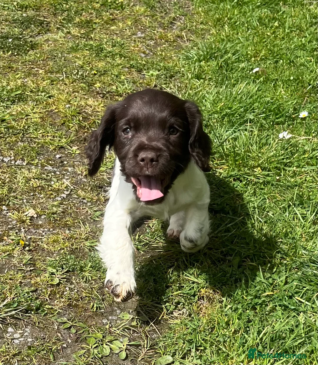 English Springer Spaniel dogs for sale: Ready Now!!! KC reg Springer Spaniel BOYS - Advert 2