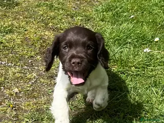 English Springer Spaniel dogs KC reg Springer Spaniel BOYS - Advert 15