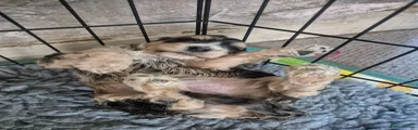 Cockapoo 4