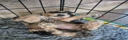 Cockapoo dogs for sale: 🐾 Beautiful F1 Cockapoo Puppies 🐾  - Advert 14
