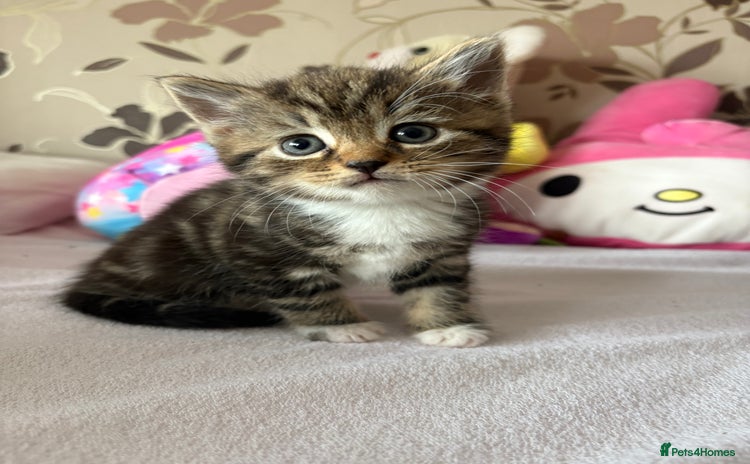 Mixed Breed cats - Advert 18