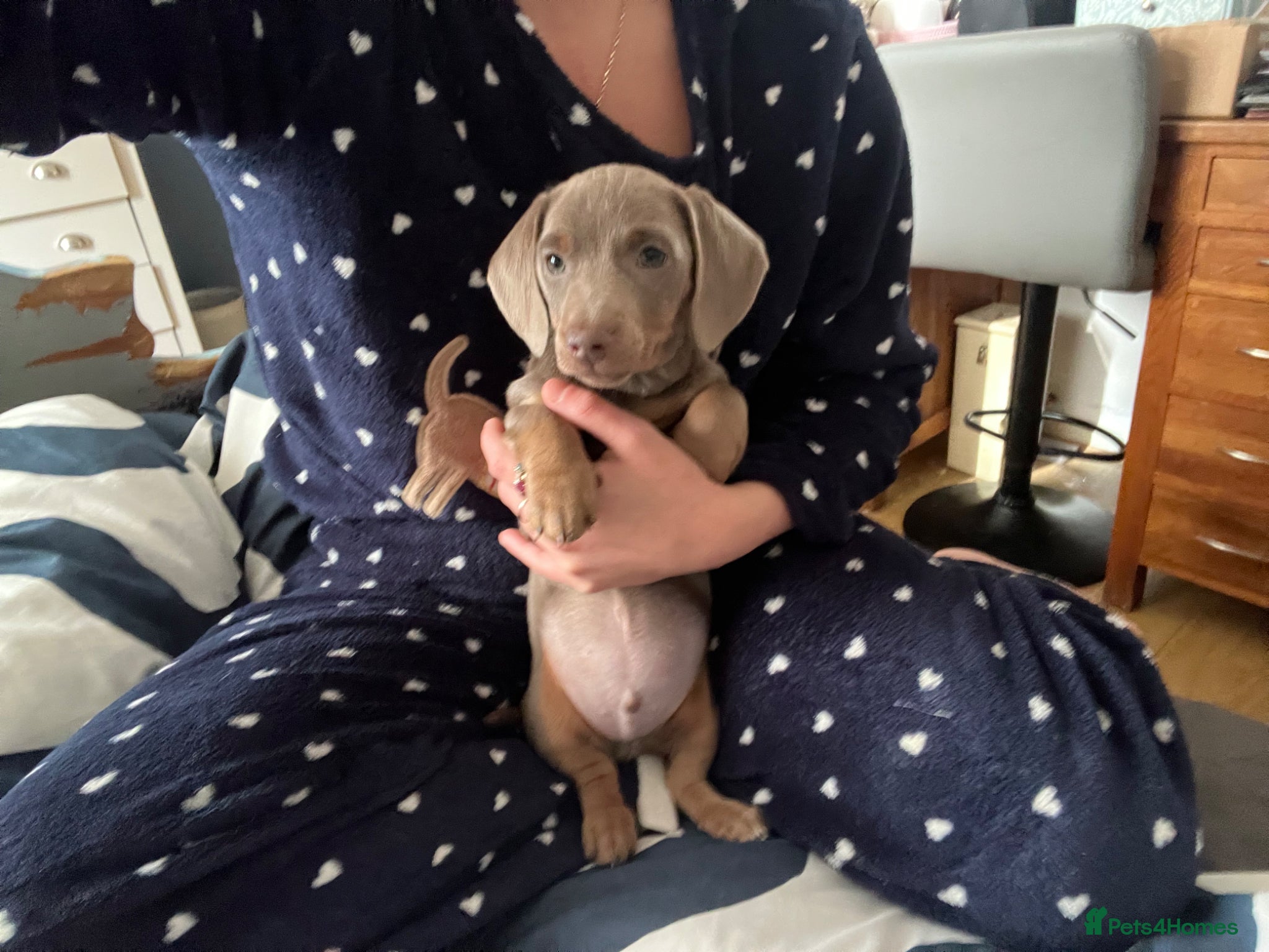 Dachshund dogs Beautiful dachshund puppies for sale- ready to go  - Advert 20