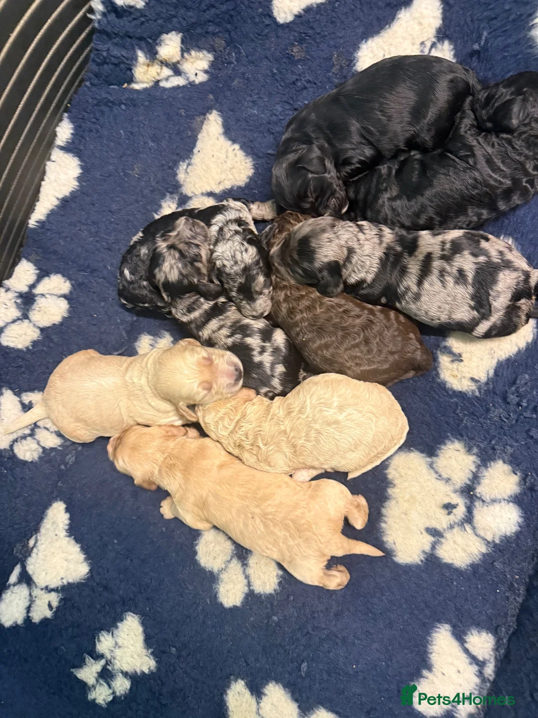 Cockapoo dogs for sale: F1B Cockapoos - Advert 2