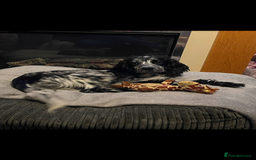 Cocker Spaniel dogs for stud: Wanted stud dog Birmingham area  - Image 1