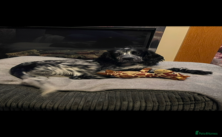 Cocker Spaniel dogs - Advert 2