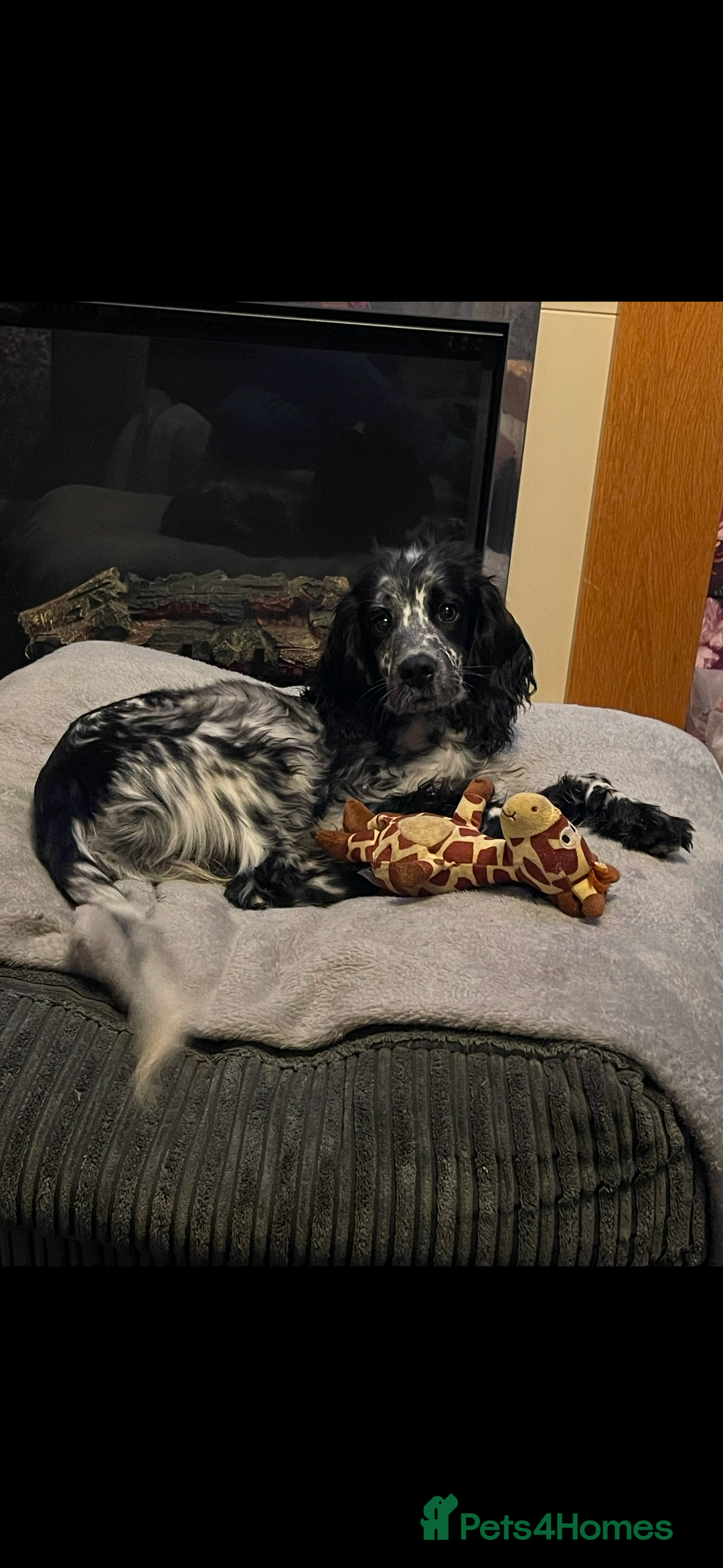 Cocker Spaniel dogs for stud: Wanted stud dog Birmingham area  - Image 1