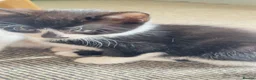 Mixed Breed cats for sale: kitten - Advert 2