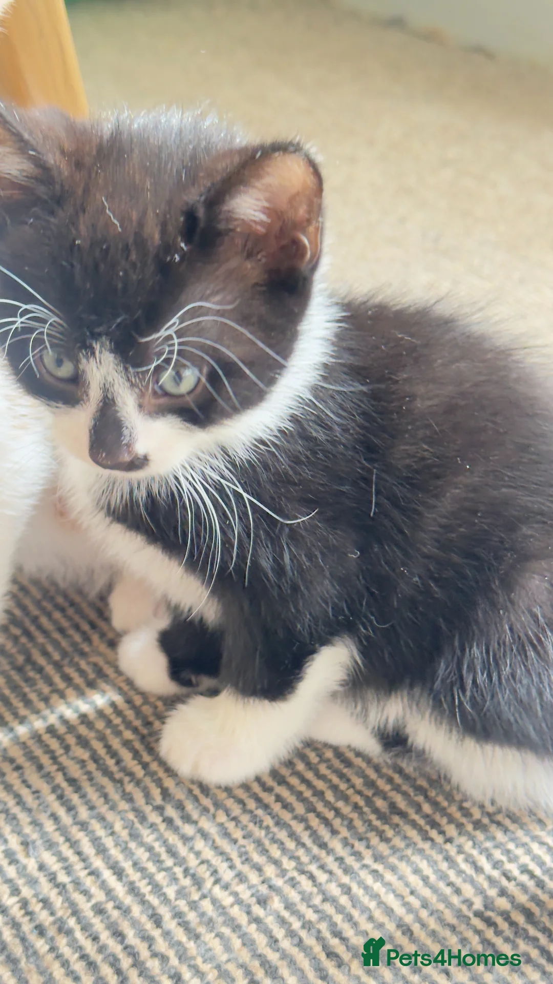 Mixed Breed cats for sale: kitten - Advert 2