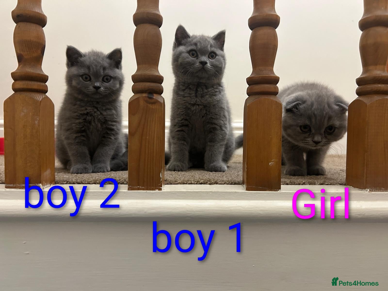 Scottish Fold cats Scottish fold Kittens  - Advert 7