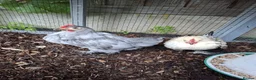 Chickens poultry for sale: Two Bantam Chickens (Male and Female) in Nantwich - Advert 2