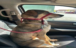 Mixed Breed dogs for adoption: MARGOT – 9 years old, Female, Mixed Breed - Image 3