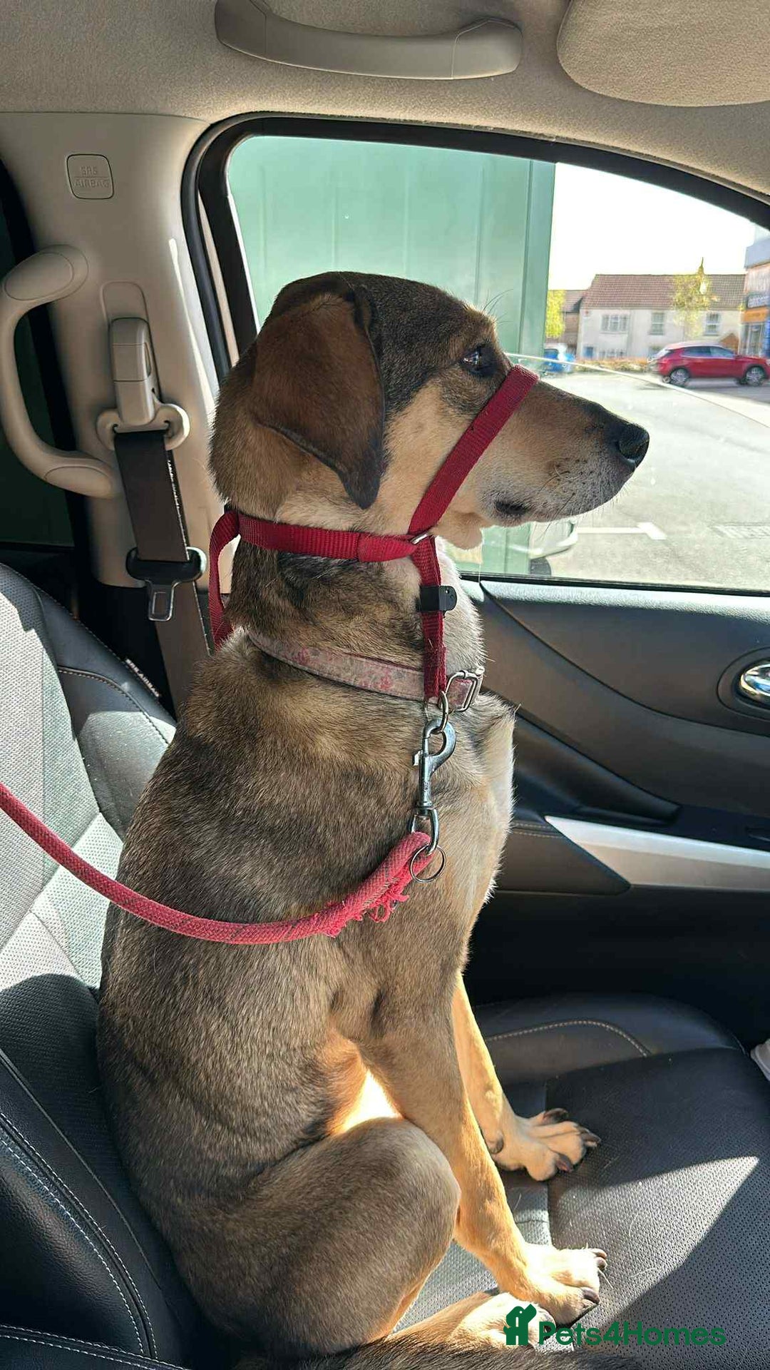 Mixed Breed dogs for adoption: MARGOT – 9 years old, Female, Mixed Breed - Image 3