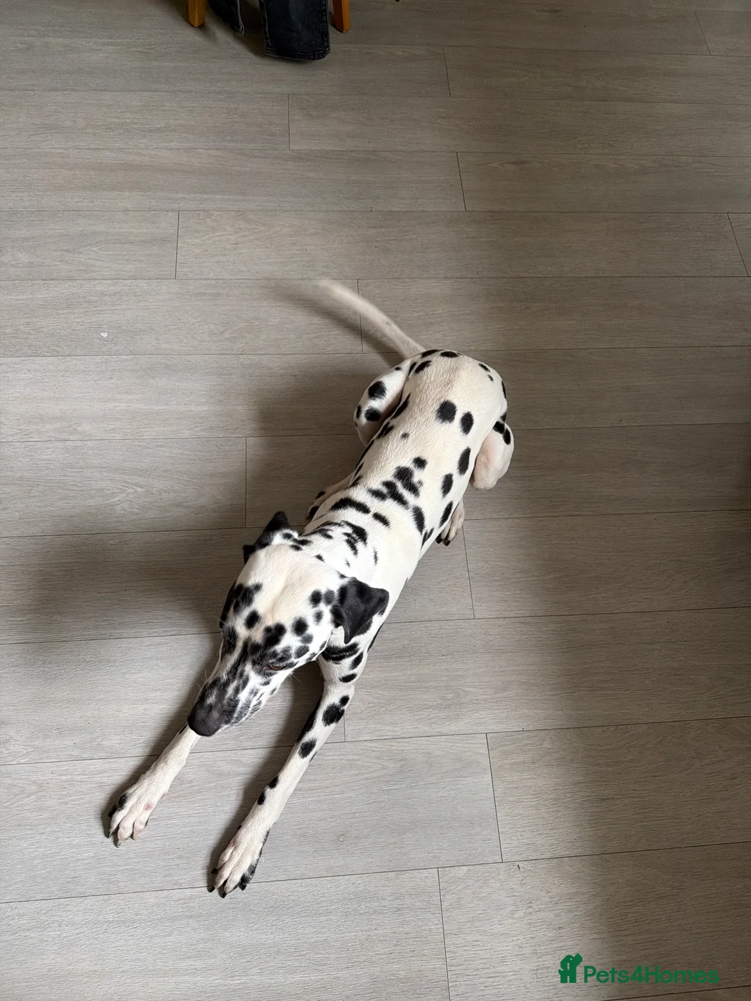 Dalmatian dogs for sale: 2 year old male Dalmatian in Plymouth - Advert 2