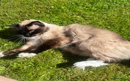 Ragdoll cats for sale: Male Ragdoll 2.5 years  - Advert 6