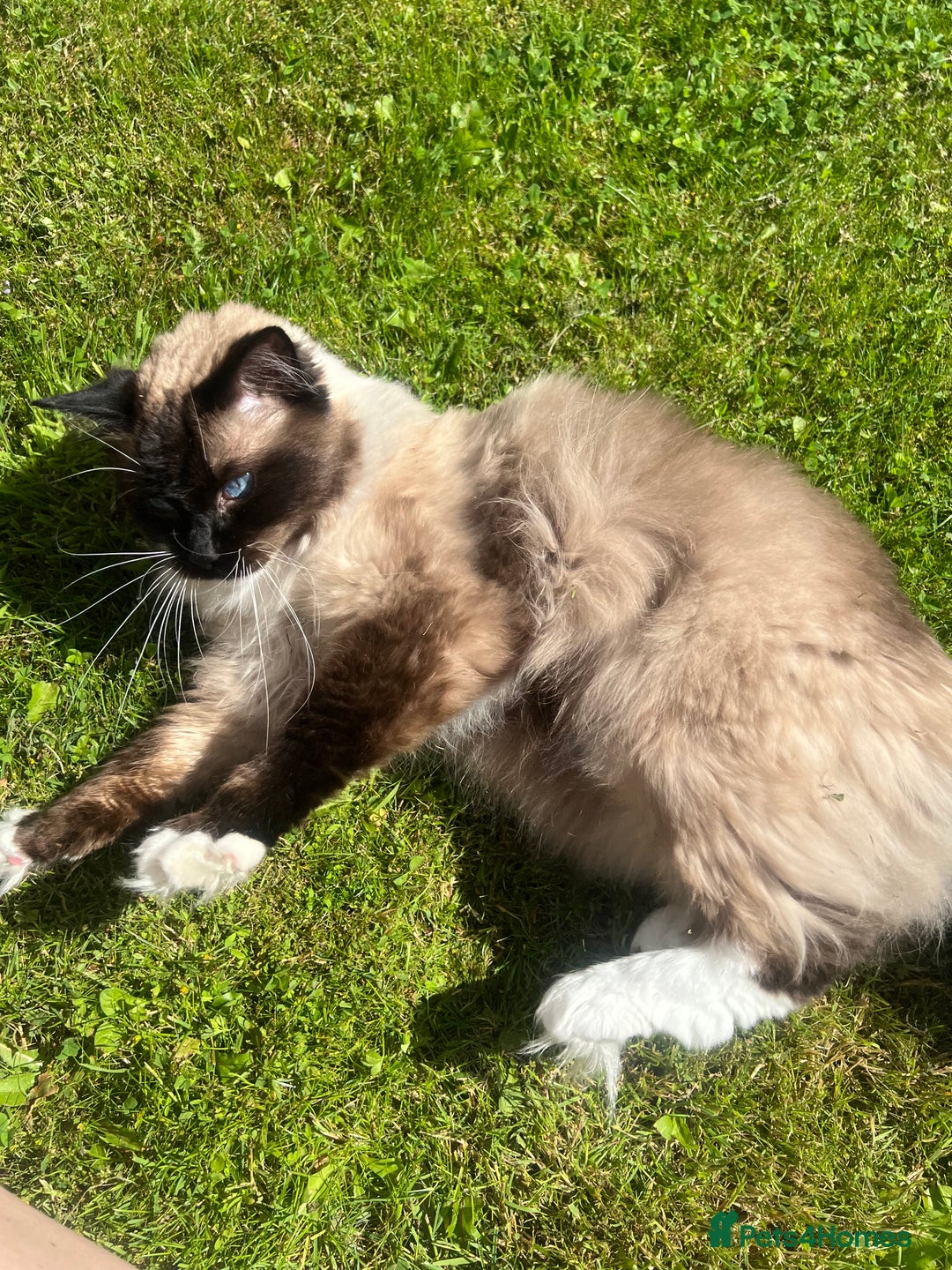 Ragdoll cats for sale: Male Ragdoll 2.5 years  - Advert 6