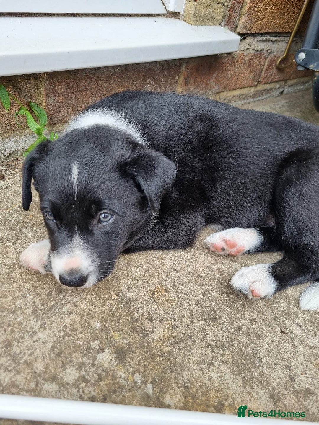 Border Collie dogs for sale: Beautiful female Border Collie Pup.  - Image 6