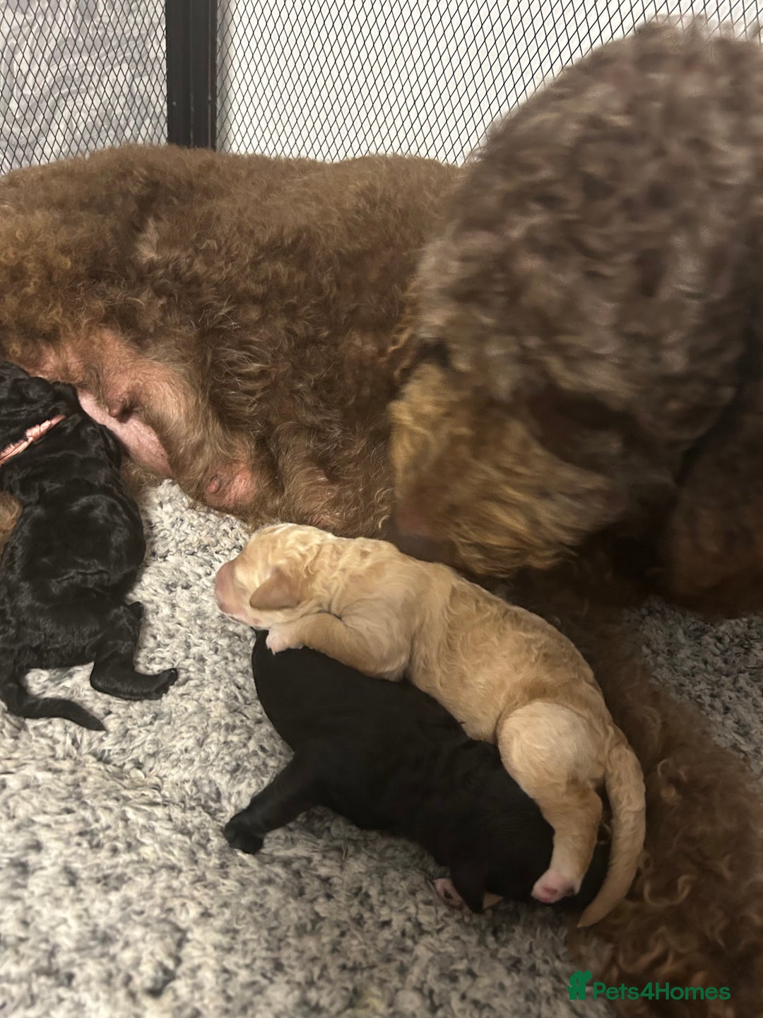 Bernedoodle dogs for sale: Bernedoodle x Labradoodle  - Image 19