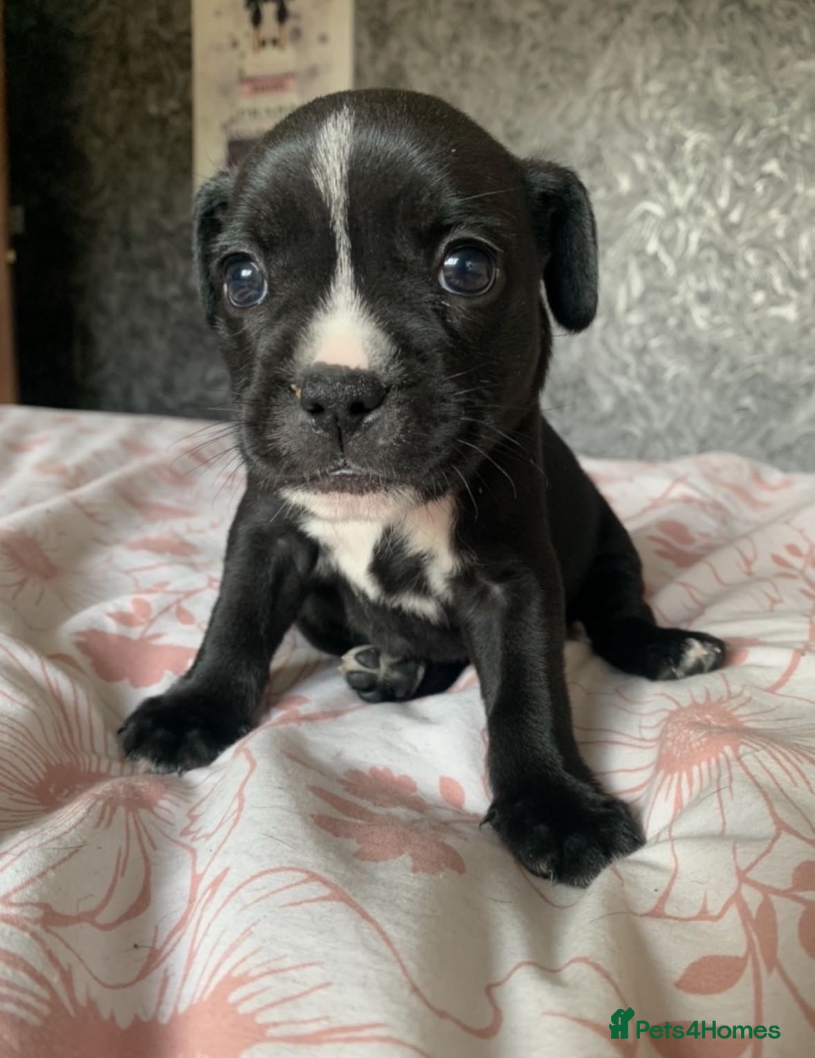 Mixed Breed dogs Beautiful Fraffy Puppies - Advert 1