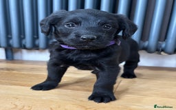 Labradoodle dogs for sale: Gorgeous f1b Labradoodle Puppies KC Parents - Advert 5