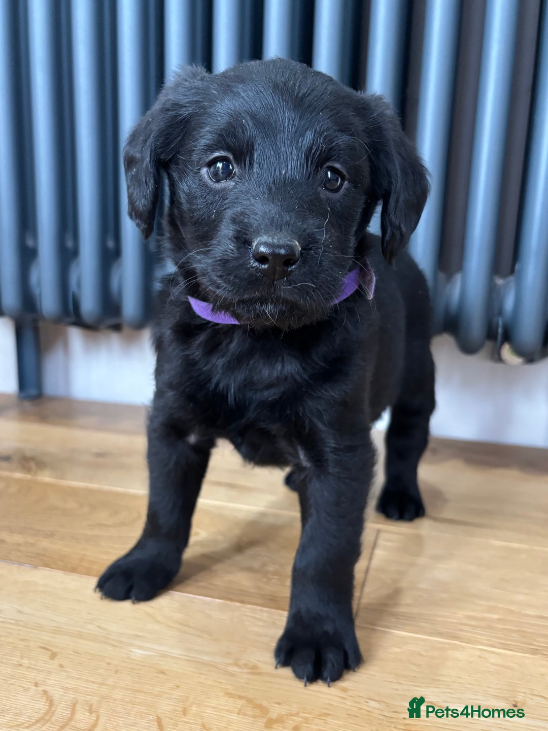 Labradoodle dogs for sale: Gorgeous f1b Labradoodle Puppies KC Parents - Advert 5