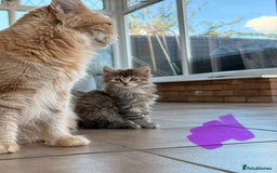 Maine Coon cats for sale: 🐾 Maine Coon Kittens X needing forever home 🐾 - Image 30