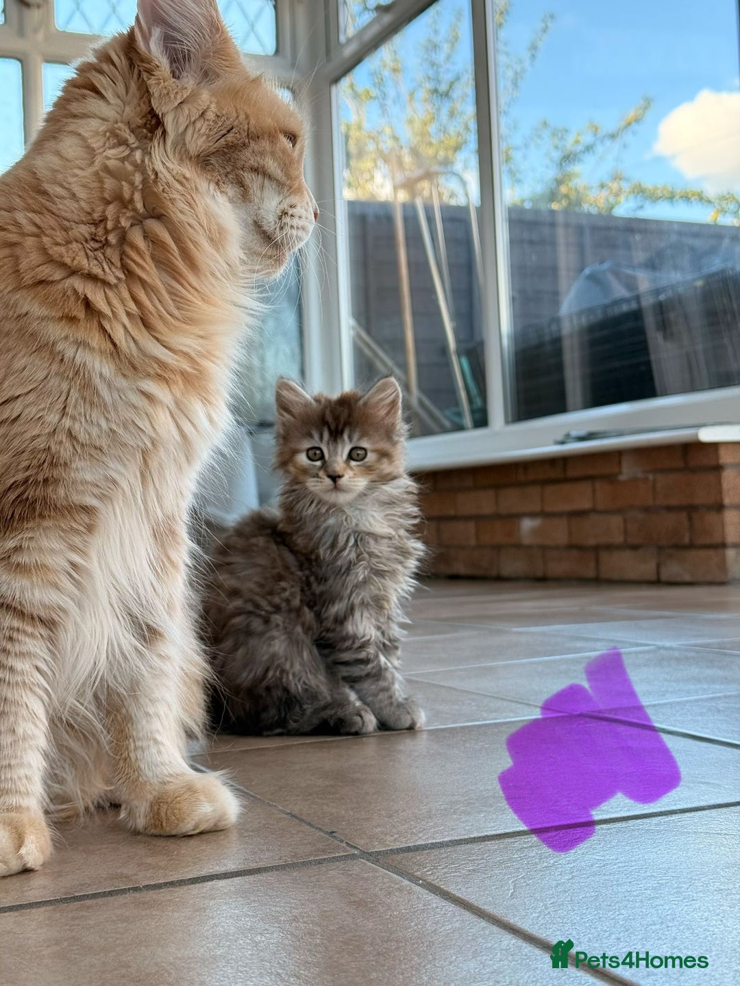 Maine Coon cats for sale: 🐾 Maine Coon Kittens X needing forever home 🐾 - Image 30