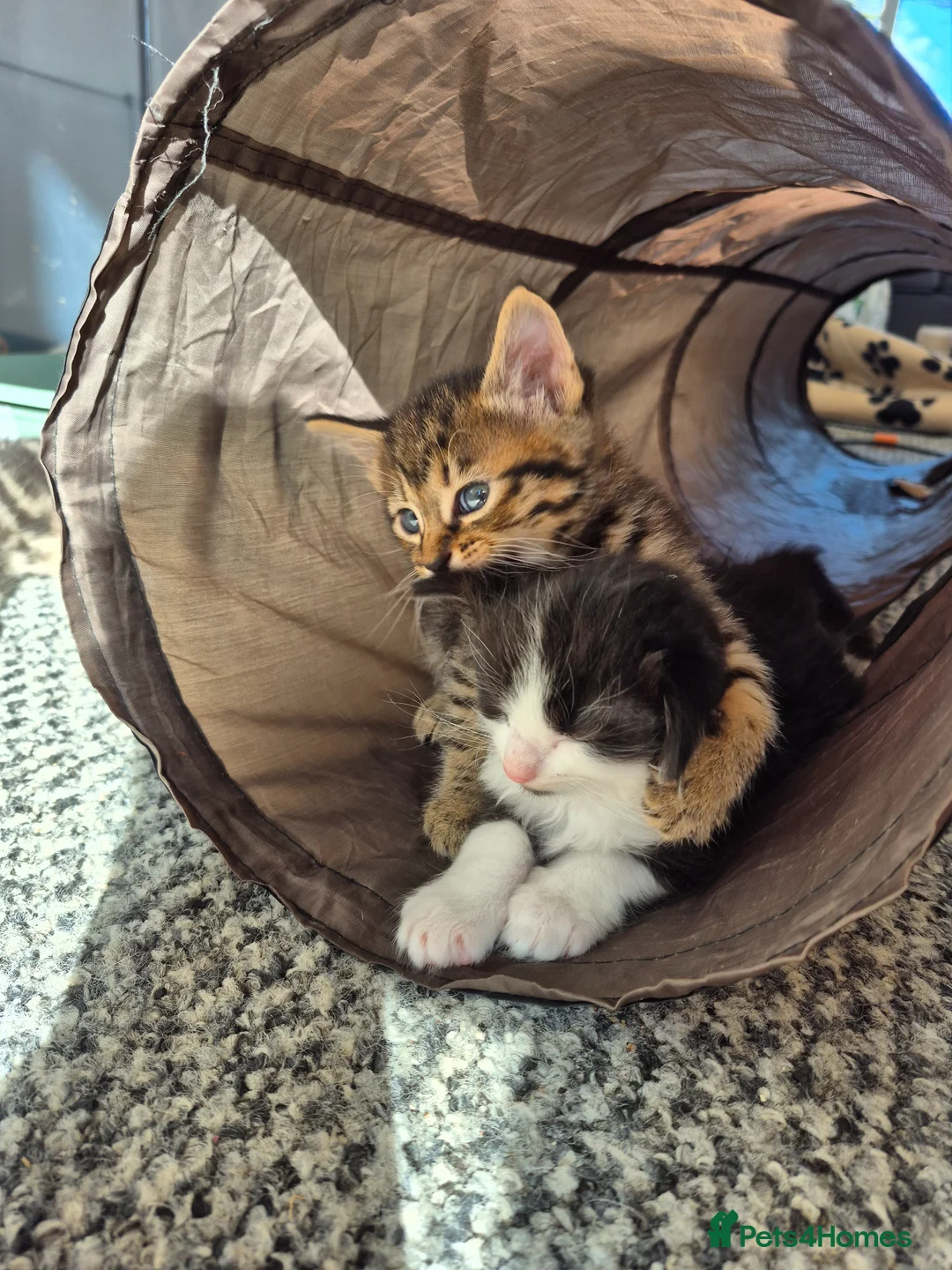 Mixed Breed cats for sale: Three gorgeous kittens looking for a good home in Peterlee - Advert 16