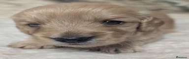 Cockapoo 4