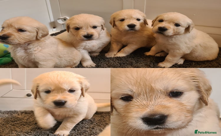 Golden Retriever dogs - Advert 2