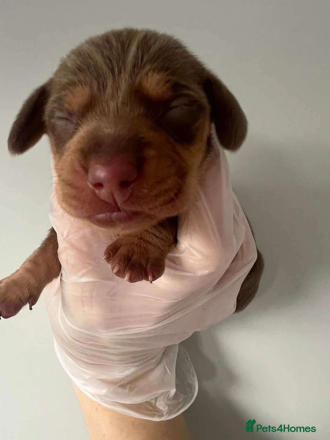 Miniature Dachshund dogs for sale: Beautiful KC Registered Minature Dachshunds  in Portsmouth - Advert 13