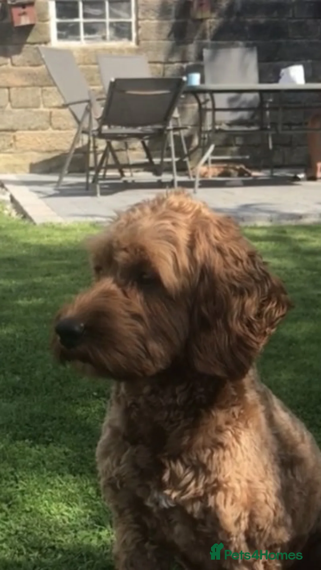 Cocker Spaniel dogs for stud: Cockerpoo Stud in Matlock - Advert 3