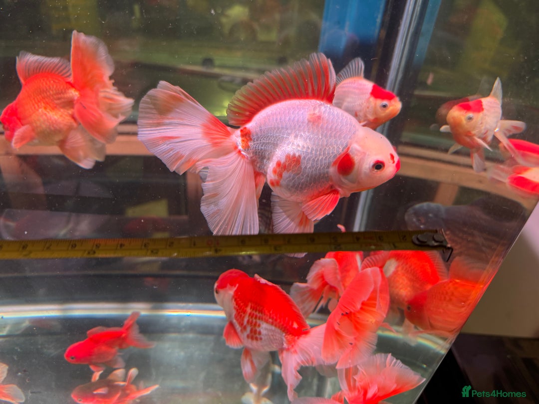 Fancy Goldfish fish for sale: Thai pleated goldfish - Image 4