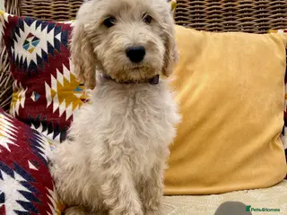 Irish Doodle dogs Standard Irish Doodle Puppies - Advert 5