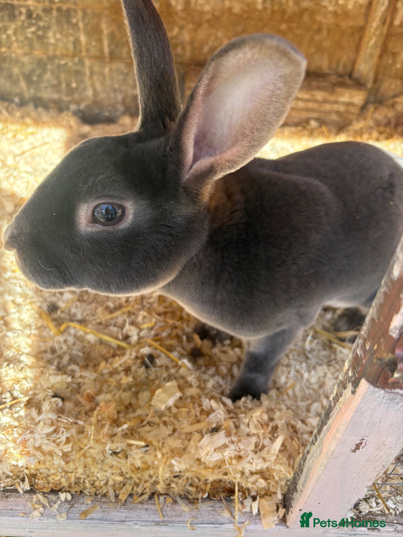 Rex rabbits Mini Rex bunnies - Advert 20