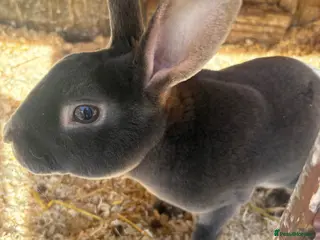 Rex rabbits Mini Rex bunnies - Advert 20