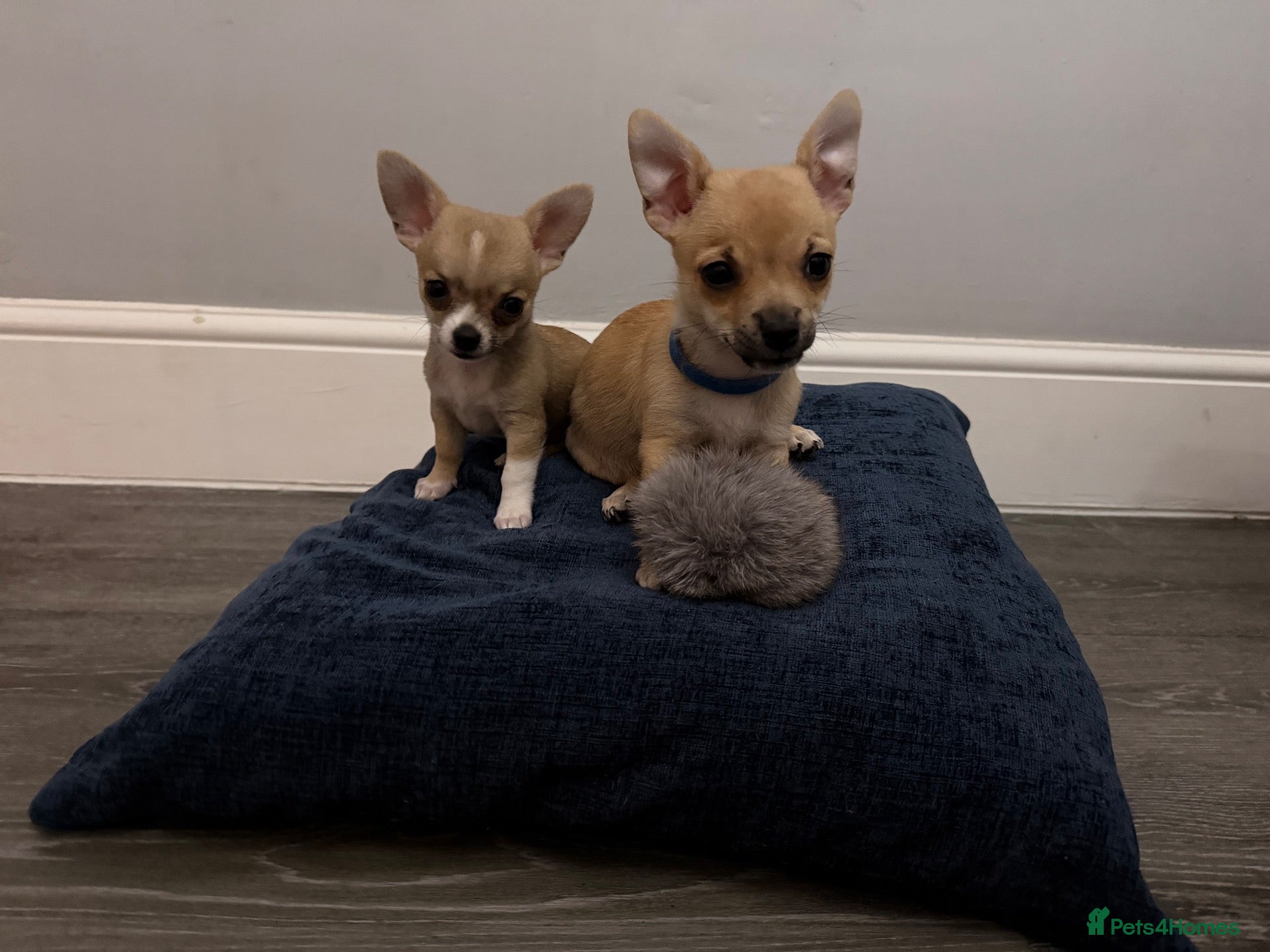 Pomchi dogs Pomchi  - Advert 4