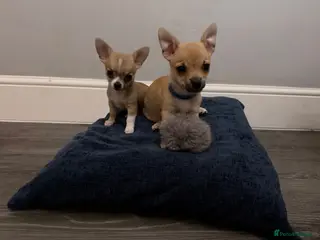 Pomchi dogs Pomchi - Advert 4