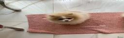 Pomeranian dogs for sale: Gorgeous Pom Boy - Advert 21