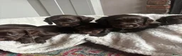 Cocker Spaniel dogs for sale: Beautiful KC registered Working Cocker Spaniel - Advert 5