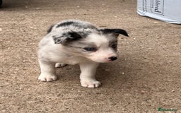 Border Collie dogs for sale: Blue Merle border collies - Image 5