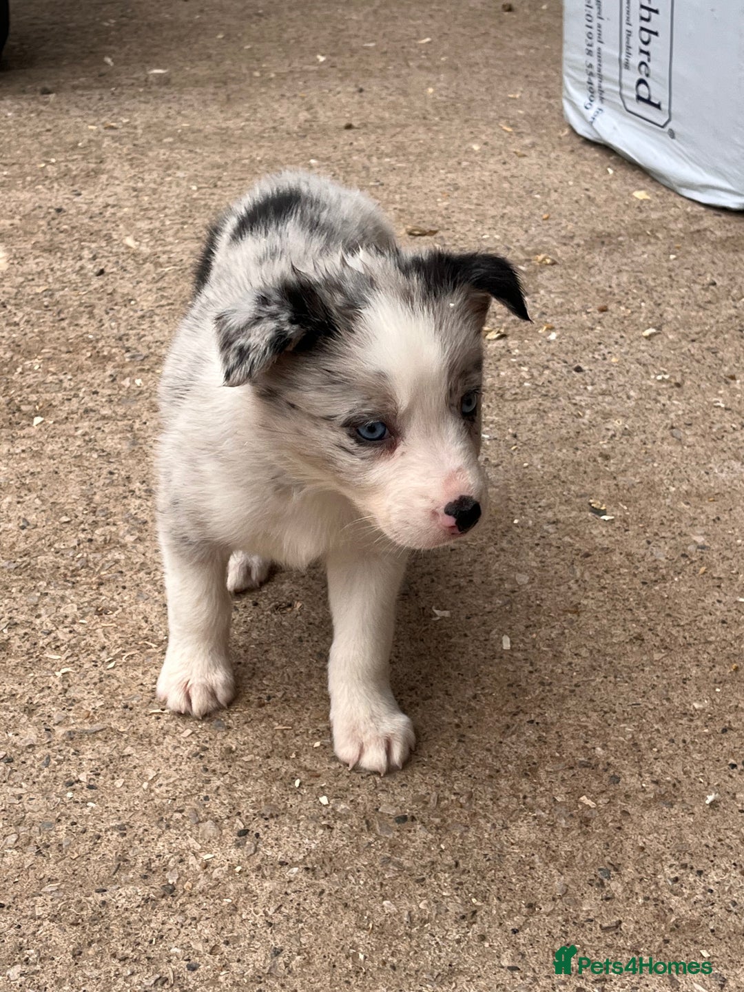 Border Collie dogs for sale: Blue Merle border collies - Image 5