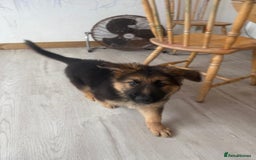 German Shepherd dogs for sale: German Shepherd's gorgeous puppies - Image 6