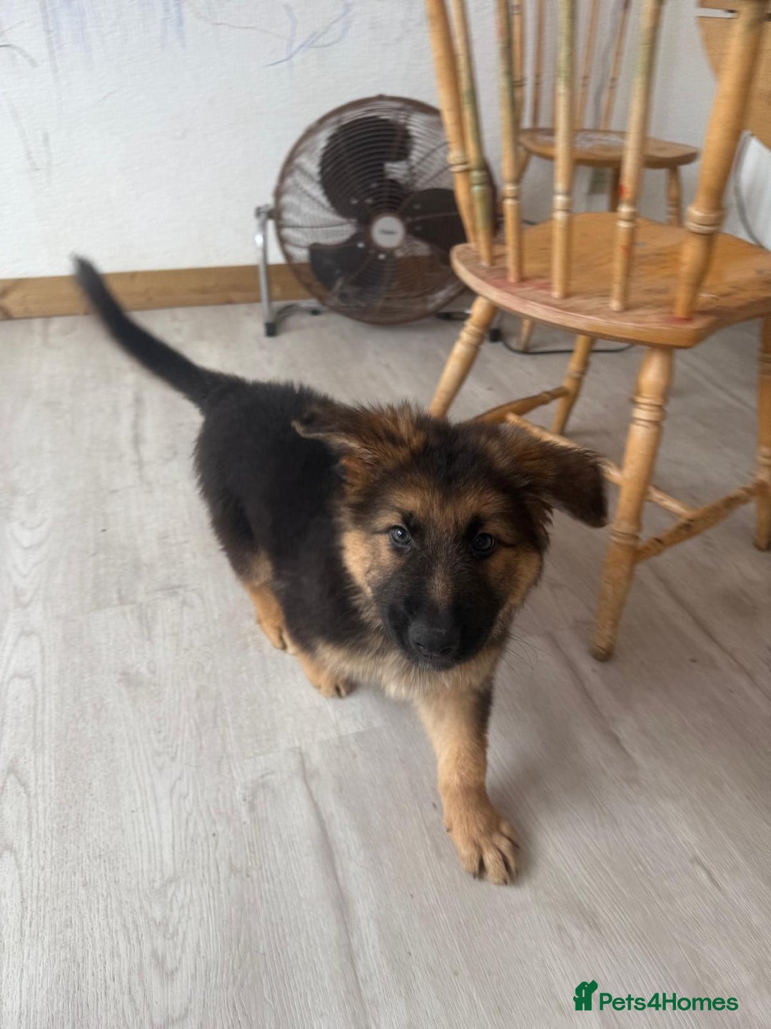 German Shepherd dogs for sale: German Shepherd's gorgeous puppies - Image 6