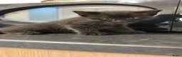 Mixed Breed cats for sale: 5 beautiful grey/black/white kittens in London - Advert 24