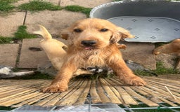 Cocker Spaniel dogs for sale: Lotus rehoming  - Image 6