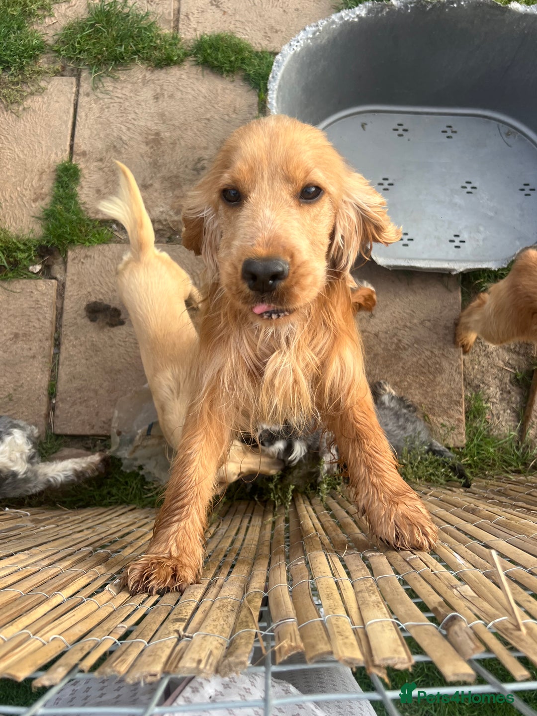 Cocker Spaniel dogs for sale: Lotus rehoming  - Image 6