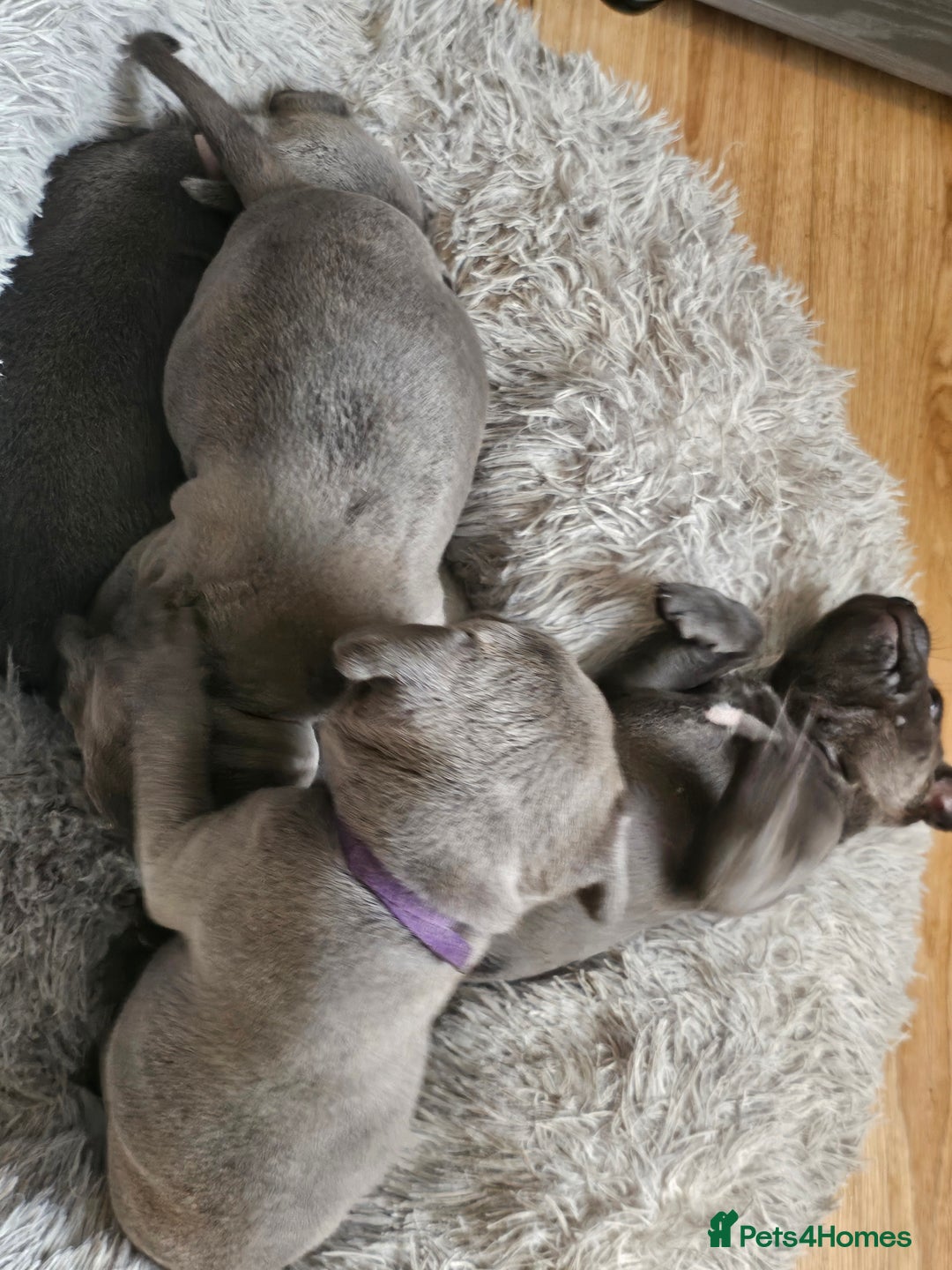 Staffordshire Bull Terrier dogs for sale: Staffordshire bull terrier  - Image 9