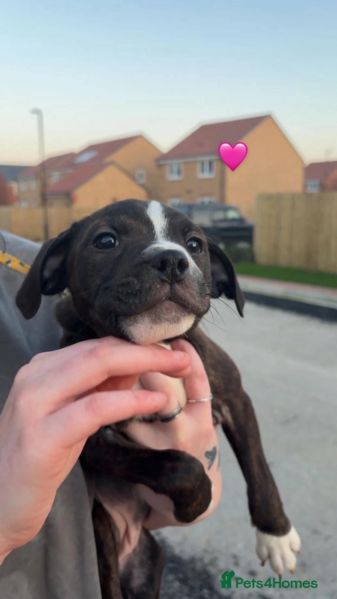 Staffordshire Bull Terrier dogs for sale: 2 staffy puppies for sale in Knaresborough - Advert 2