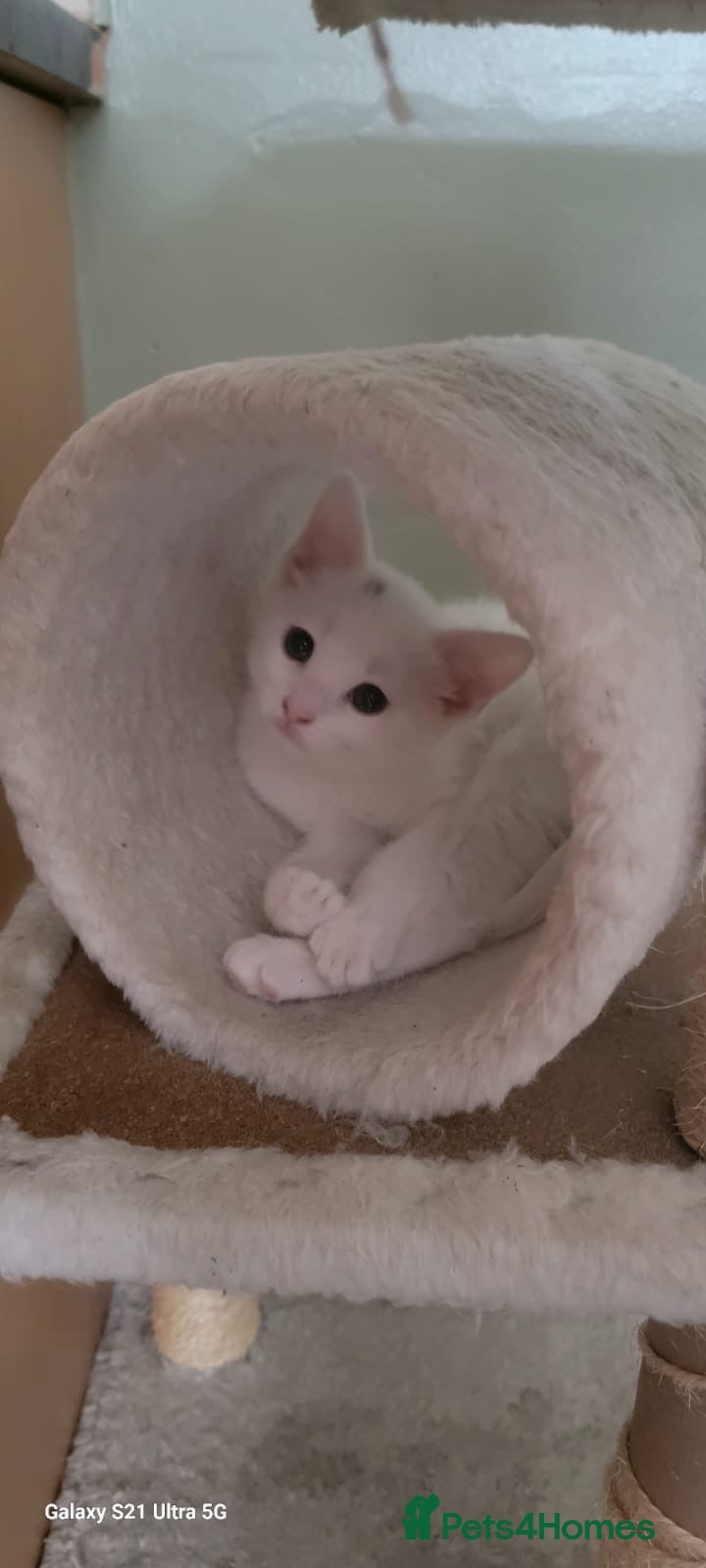 Turkish Angora cats White fluffy, turkish angora kittens  - Advert 8